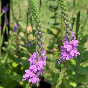 Verbena stricta - Hoary Vervain