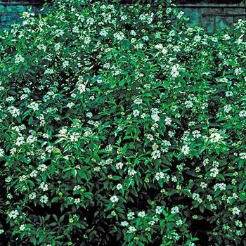 Cornus amomum - Silky Dogwood