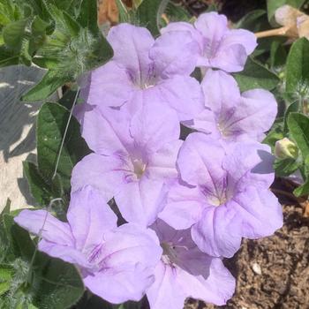 Ruellia humilis - Wild Petunia