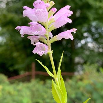 Physostegia virginiana - Obedient Plant