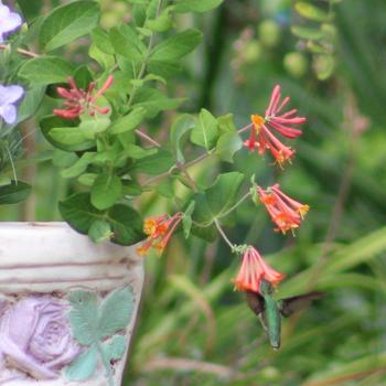 Coral Honeysuckle