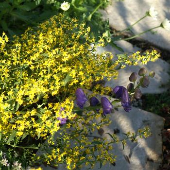 Solidago flexicaulis - Zigzag Goldenrod