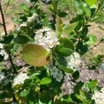 Aronia melanocarpa - Black chokeberry