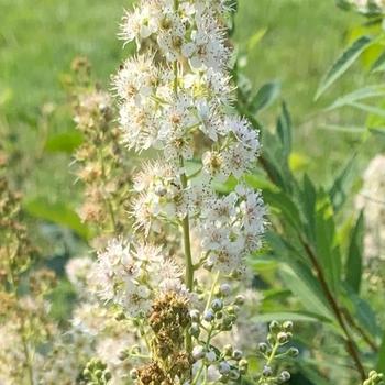 Spiraea alba - Meadowsweet