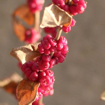 Symphoricarpos orbiculatus - Coralberry