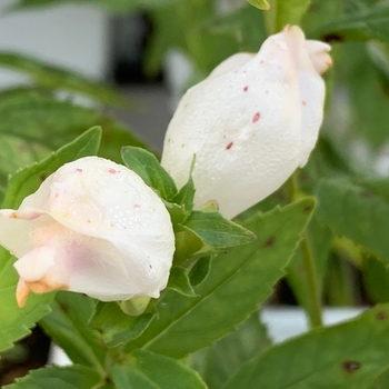 White Turtlehead