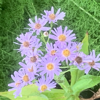 Symphyotrichum laeve - Smooth Blue Aster