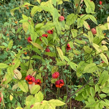 Euonymus Americanus - Strawberry Bush