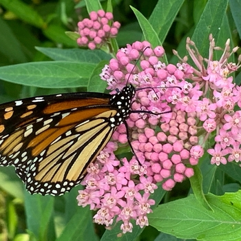 Rose Milkweed