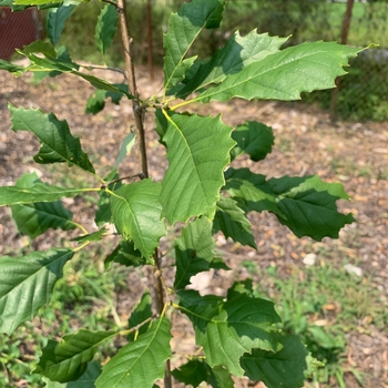 Quercus prinoides - Dwarf Chinquapin Oak