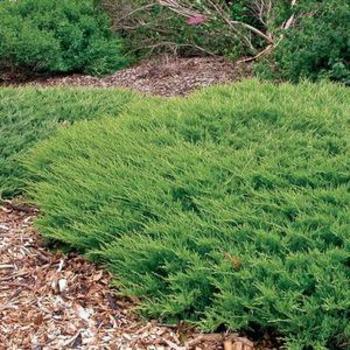 Juniperus horizontalis - Creeping Juniper