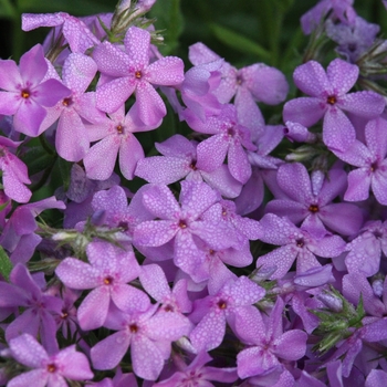 Phlox pilosa - Prairie Phlox