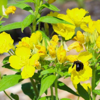 Oenothera pilosella - Prairie Sundrops