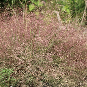 Purple Love Grass