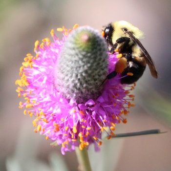 Dalea purpurea - Purple Prairie Clover