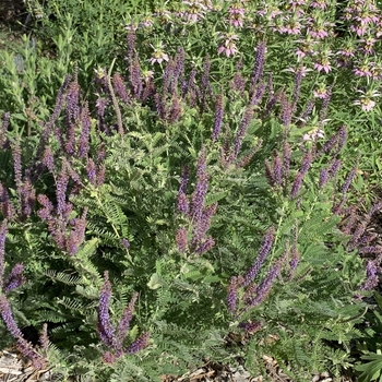 Amorpha canescens - Leadplant