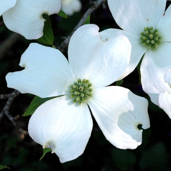 Cornus florida - Flowering Dogwood