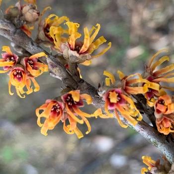 Hamamelis vernalis - Ozark Witch Hazel