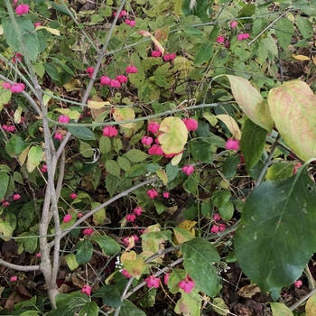 Euonymus atropurpureus - Eastern Wahoo