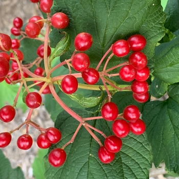 Viburnum trilobum - American Cranberry
