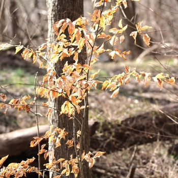 Fagus grandifolia - American Beech Nut