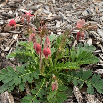 Geum triflorum - Prairie Smoke