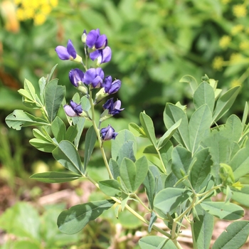 Baptisia australis - Wild Blue Indigo