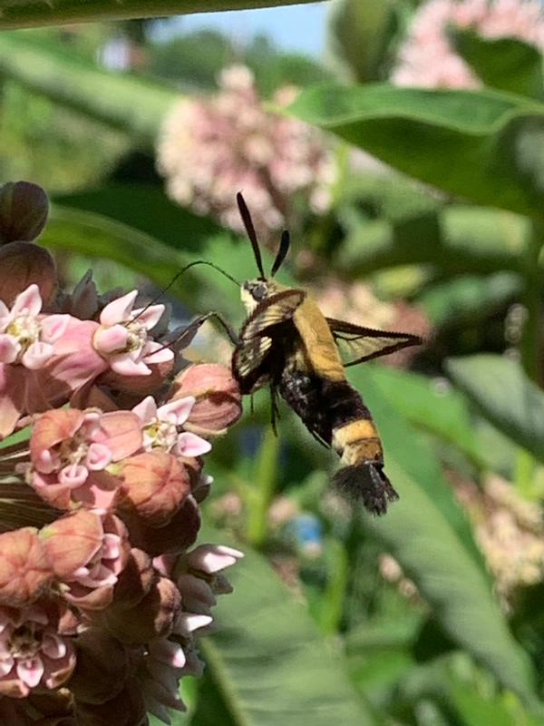 Clear Wing Hummingbird Moth Clear Wing Hummingbird Moth