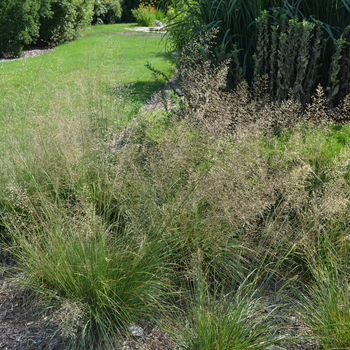 Prairie Dropseed Prairie Dropseed