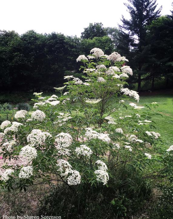 Common Elderberry
Sambuscus canadensis 