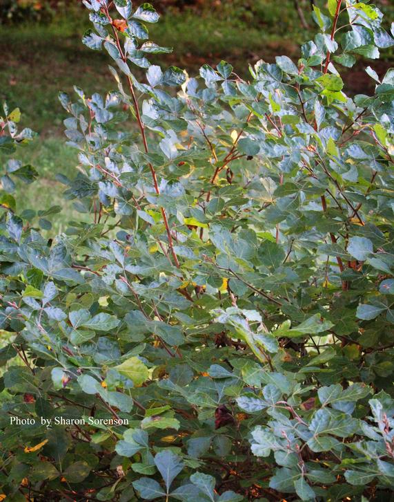 Fragrant Sumac
Rhus aromatica
